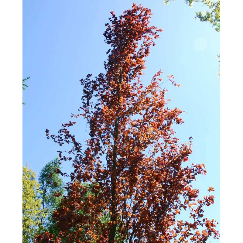 Fagus Sylvatica Dawyck Purple Columnar Purple Beech