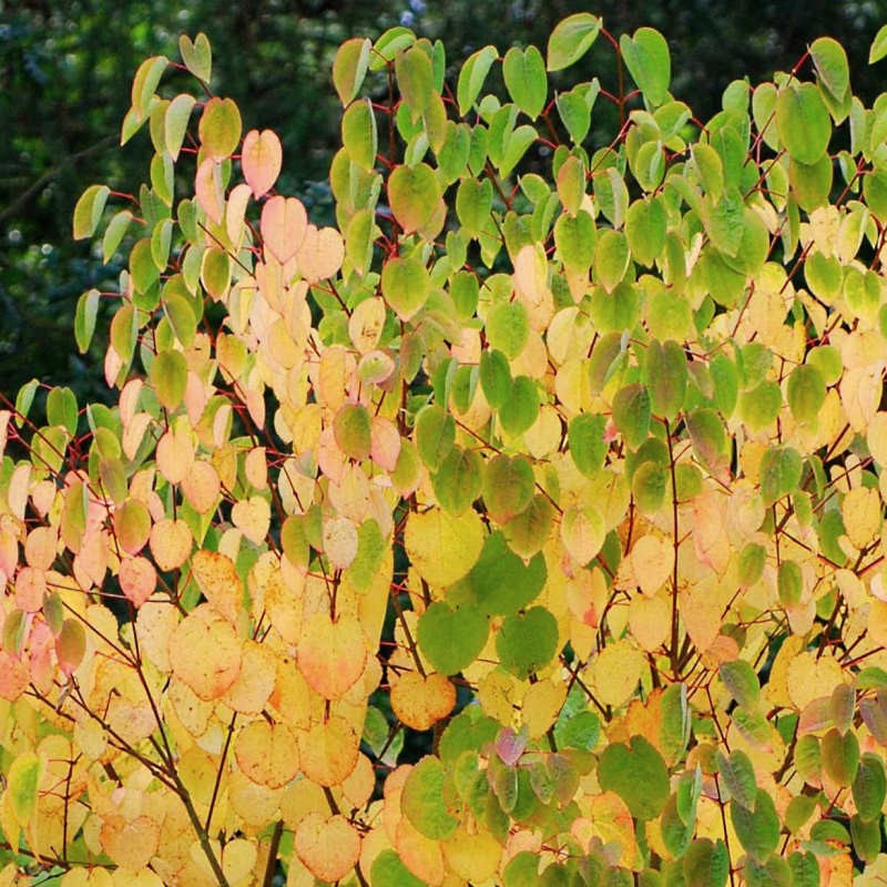 Cercidiphyllum Japonicum Heronswood Globe