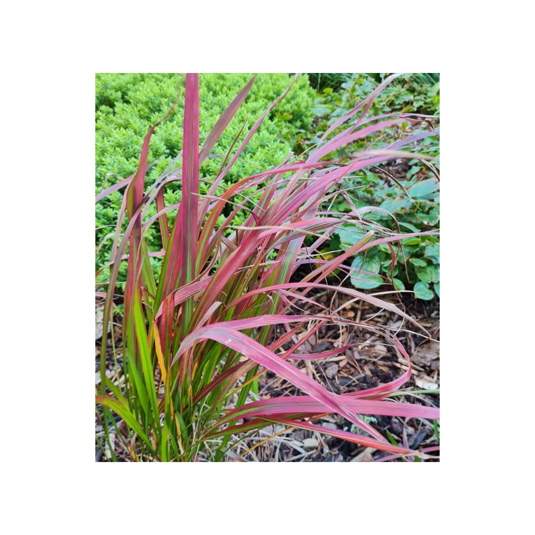 Imperata Cylindrica Red Baron