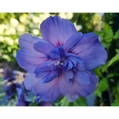 Hibiscus Syriacus Blue Chiffon