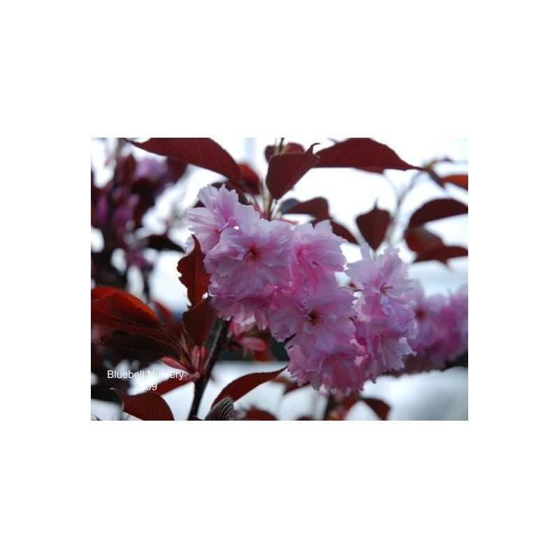 Prunus serrulata 'Royal Burgundy' - spring flowers