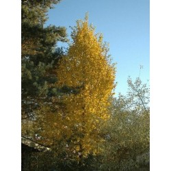 Carpinus betulus 'Frans Fontaine' (Columnar Hornbeam)