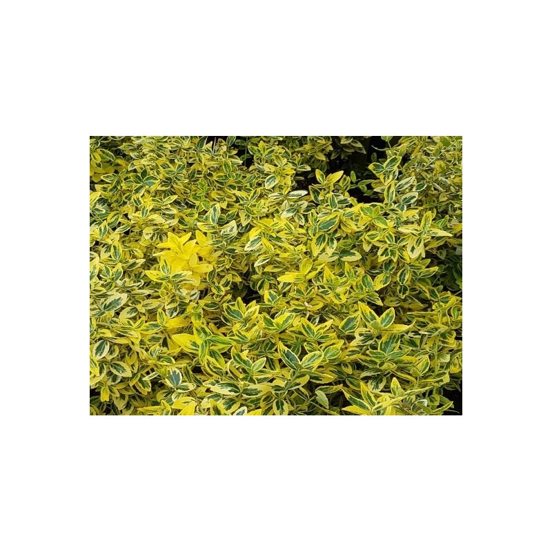 Euonymus fortunei 'Emerald 'n' Gold'