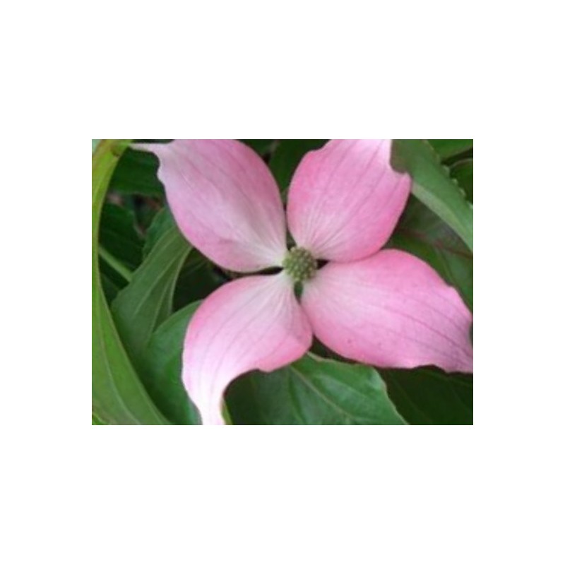 Cornus kousa 'Beni-fuji'