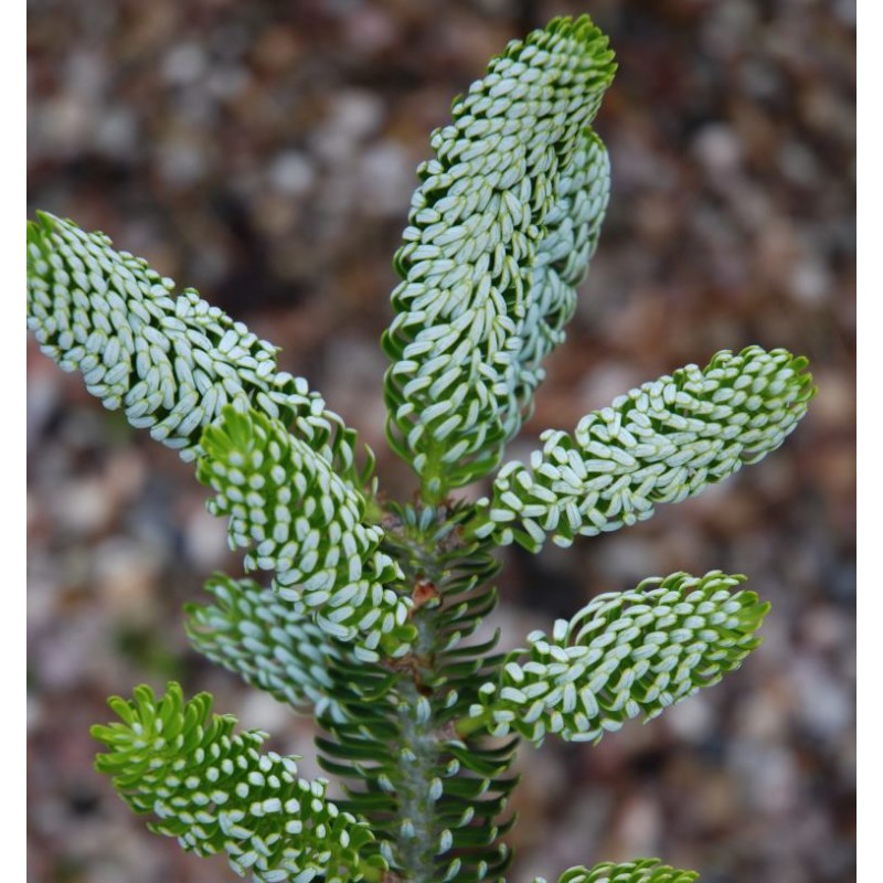 Abies koreana 'Silberlocke'