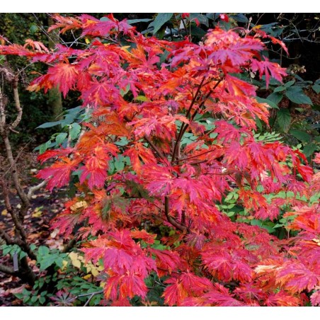 Acer japonicum 'Aconitifolium' (Cut-leaved Japanese Maple)