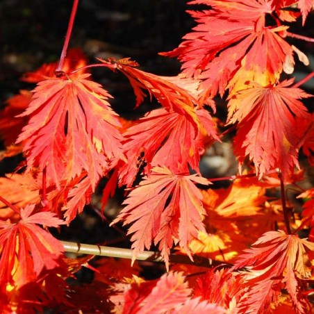 Acer japonicum 'Aconitifolium' (Cut-leaved Japanese Maple)