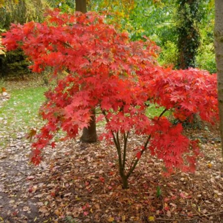 Acer palmatum 'Osakazuki' (Japanese Maple)