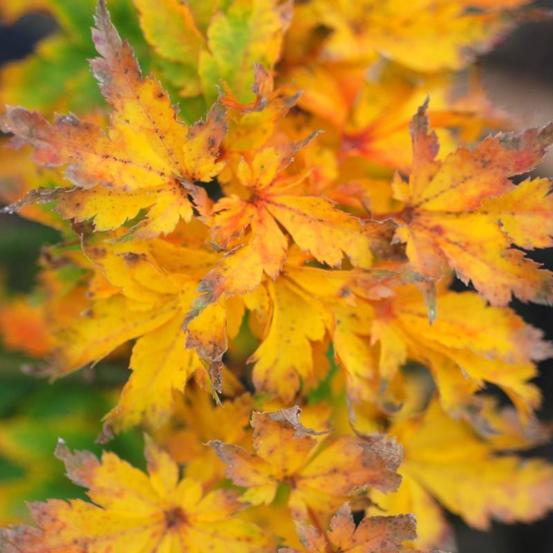 Acer palmatum 'Shishigashira'