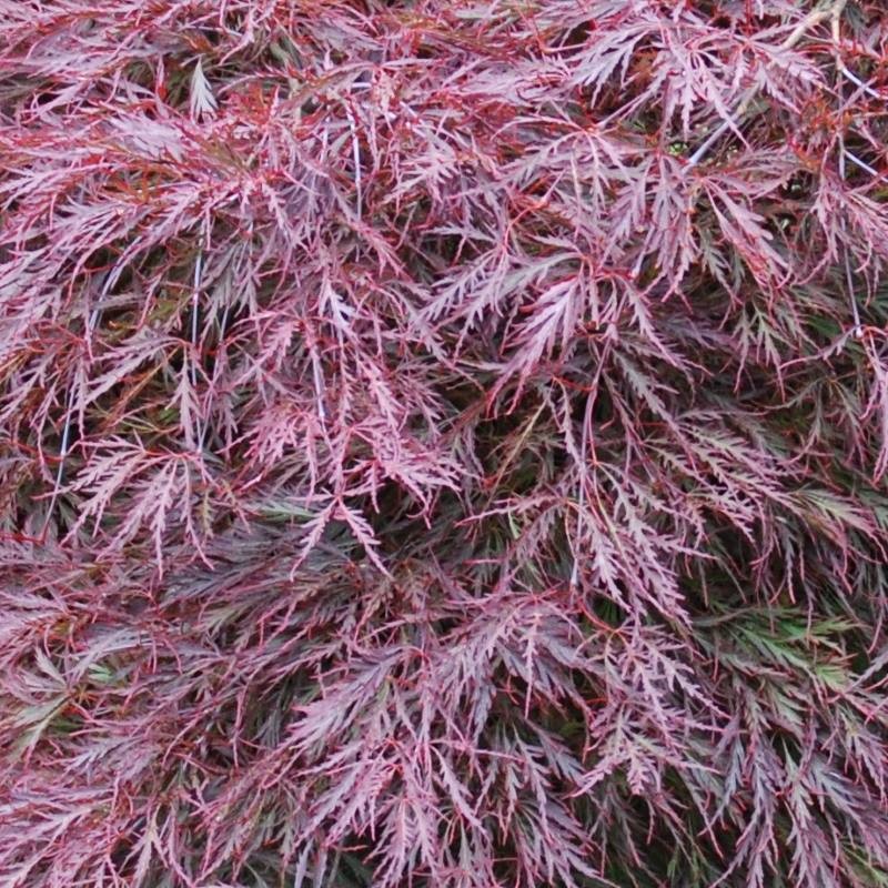 Acer palmatum var dissectum Garnet