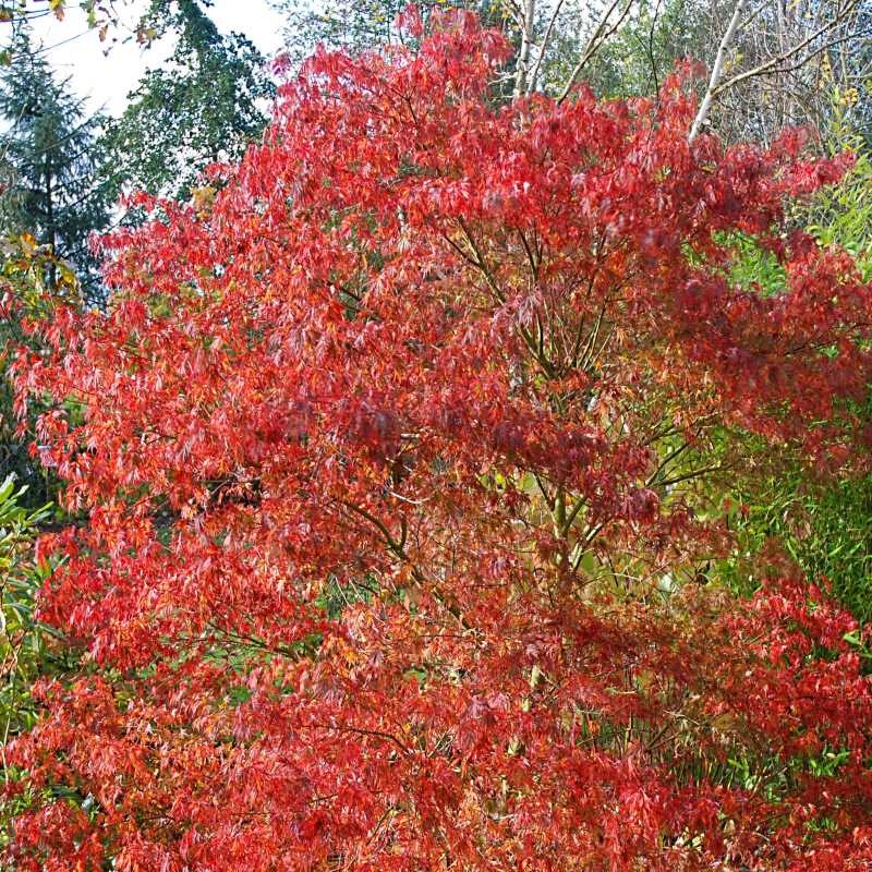 Acer palmatum 'Seiryu'