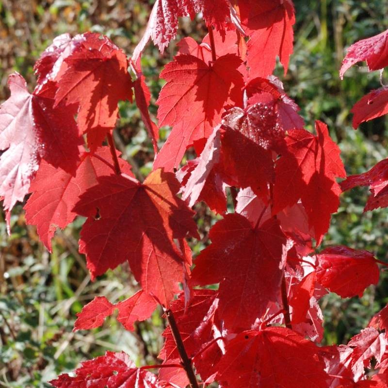 Buy Acer Rubrum Brandywine Canadian Maple