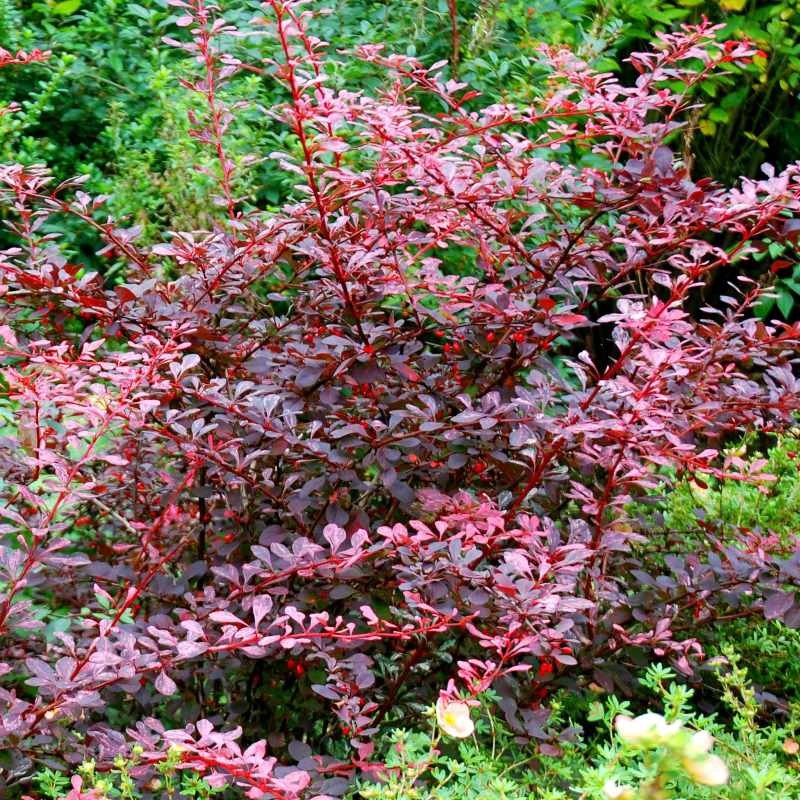 Berberis thunbergii 'Rose Glow'