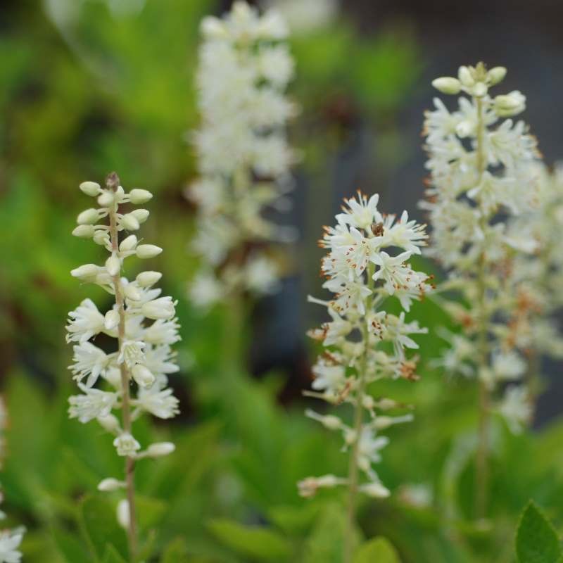 Clethra alnifolia 'Sixteen Candles' (Sweet Pepper Bush)