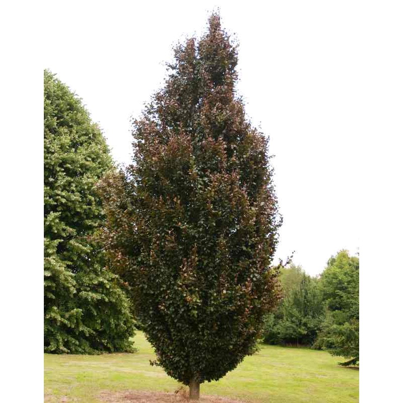 Fagus sylvatica Red Obelisk