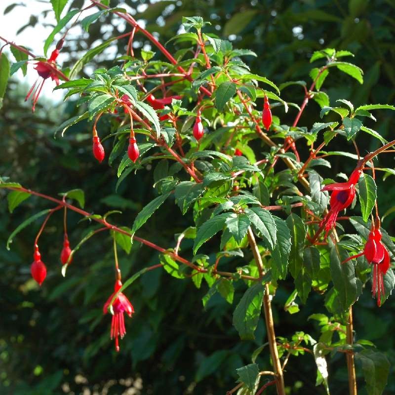 Fuchsia magellanica 'Mrs. P. Wood'