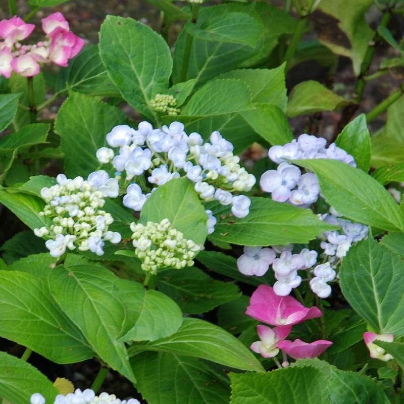 Hydrangea macrophylla фото