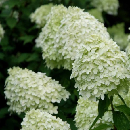 Hydrangea paniculata 'Limelight'