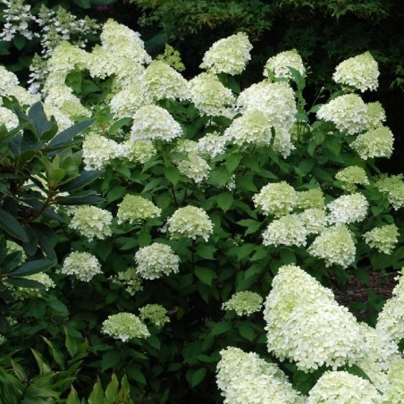 Hydrangea paniculata 'Limelight'