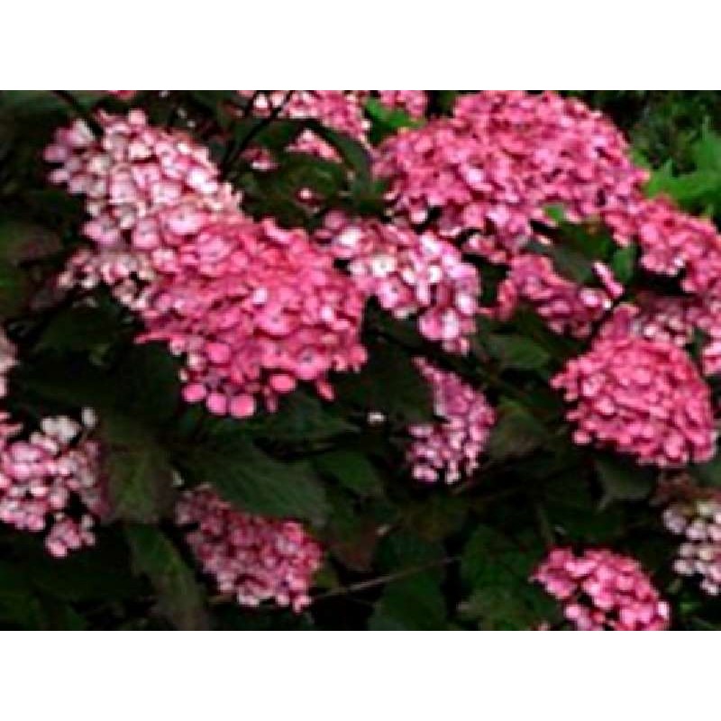 Hydrangea 'Preziosa'