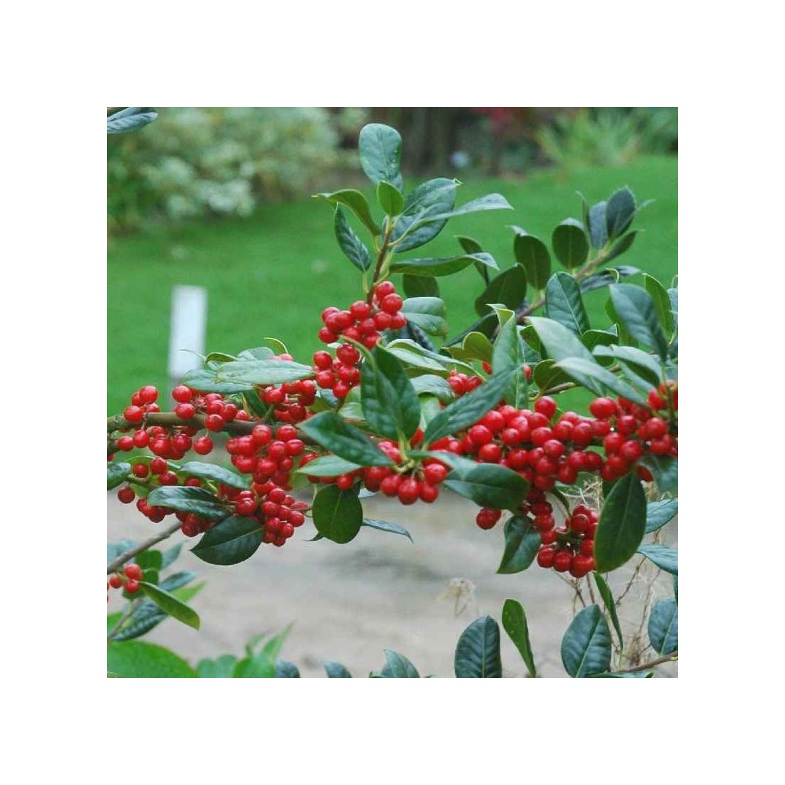 Ilex aquifolium 'J C van Tol' (Holly)