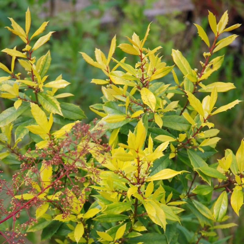 Ilex x attenuata 'Sunny Foster'