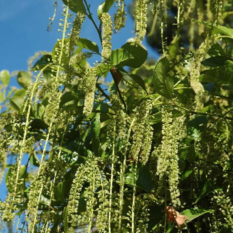 Itea ilicifolia (Holly-leaf Sweetspire)