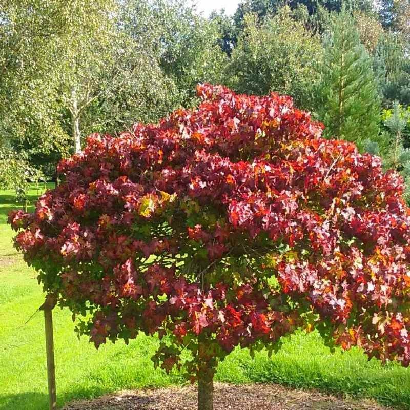 Ликвидамбр дерево фото и описание
