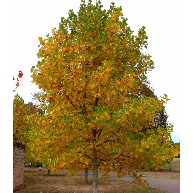 What is the size of a liriodendron tree, Tulip Tree Aphids and Scales ...