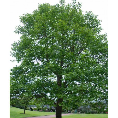 Liriodendron tulipifera (Tulip Tree)