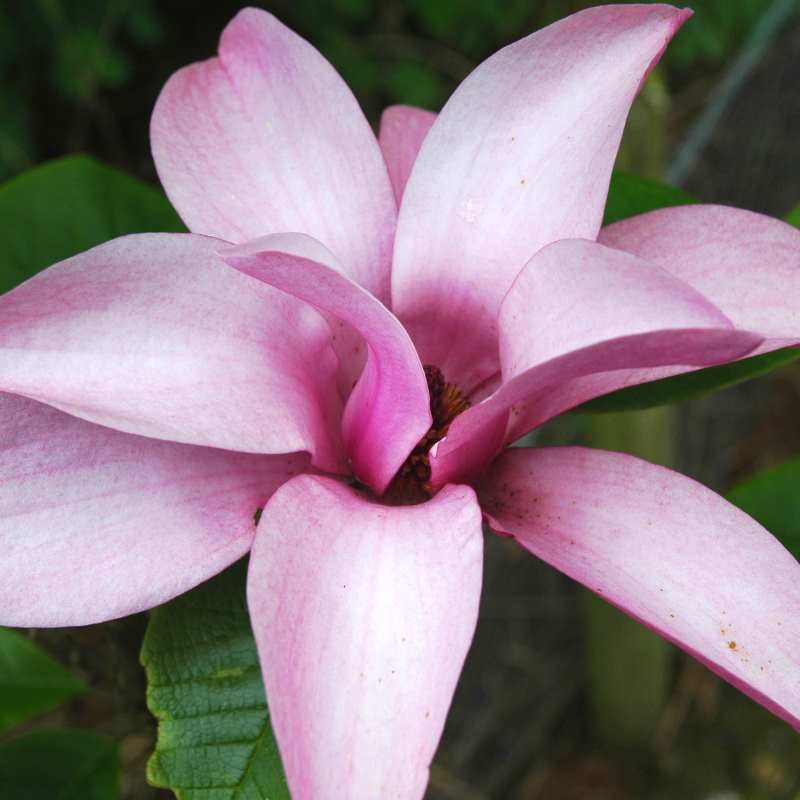 Magnolia 'Margaret Helen'