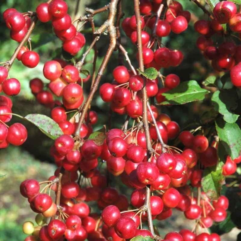 Malus x 'Red Sentinel'