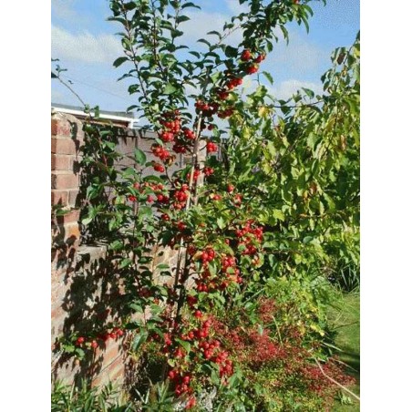 Malus x 'Red Sentinel'