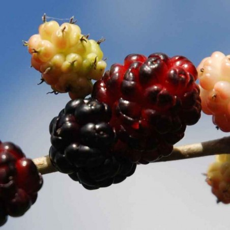 Morus nigra (Black Mulberry)