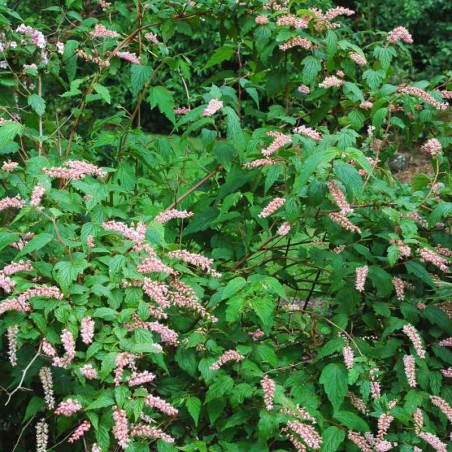 Neillia thibetica(Tibetan Neillia)