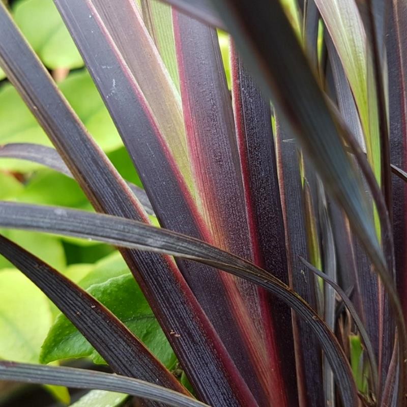 Phormium 'Back in Black'