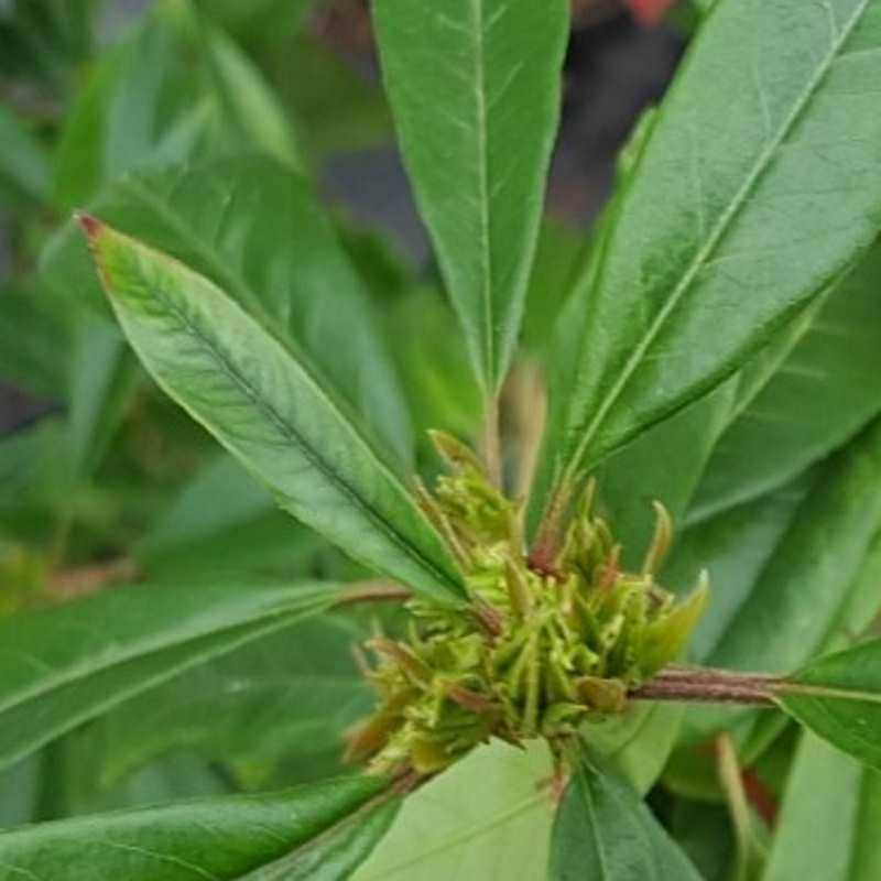 Photinia davidiana 'Fructu Luteo'