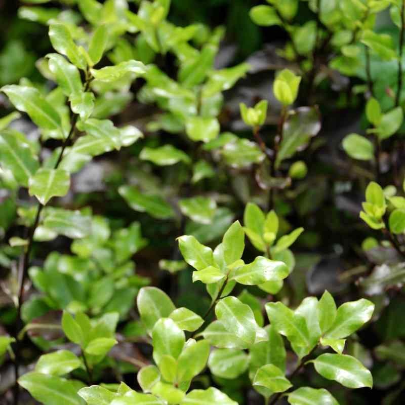 Pittosporum tenuifolium 'Tom Thumb' - young leaves in Spring