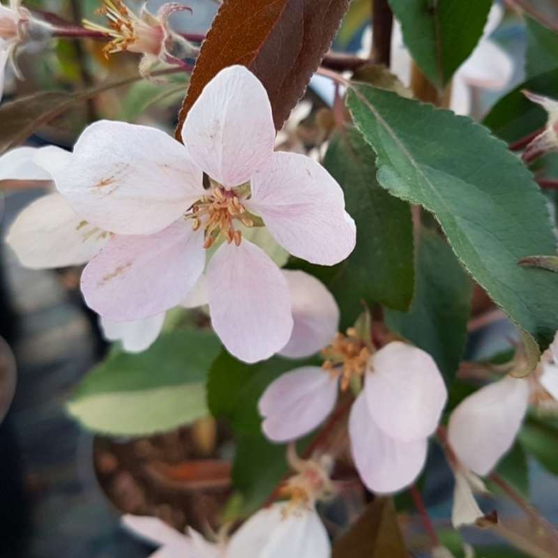 Malus 'Cowichan' - spring flowers