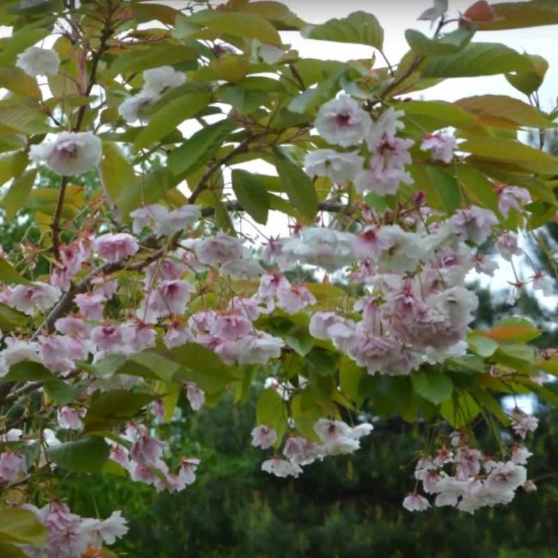 Prunus 'Shirofugen' - flowers on an established plant