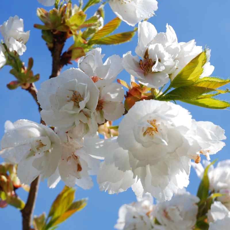 Prunus X Shirotae Mount Fuji Cherry 