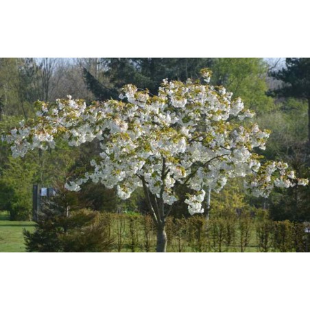 Prunus X 'shirotae' (mount Fuji Cherry)