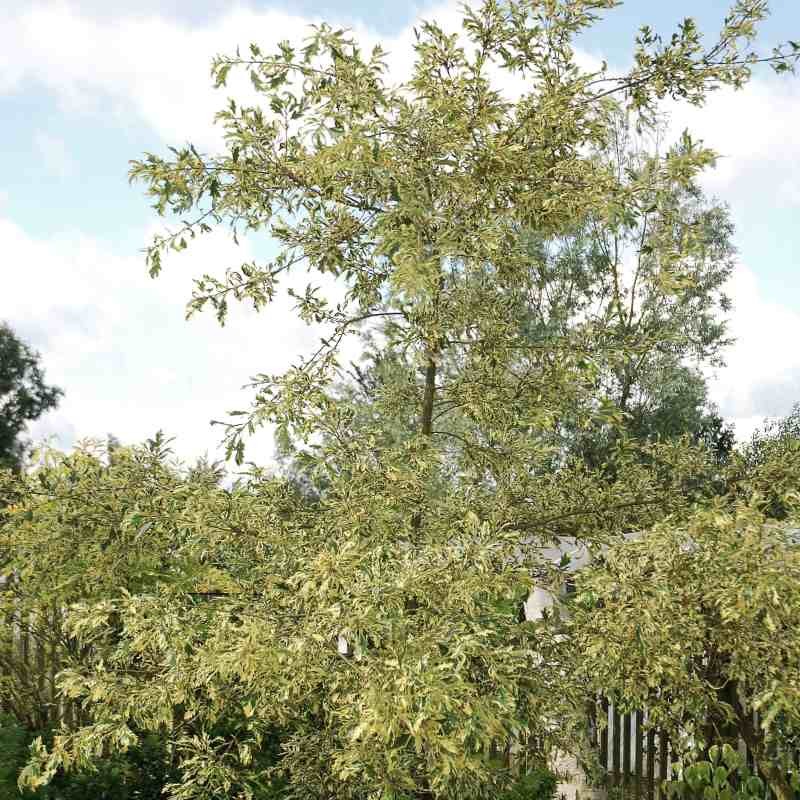 Quercus cerris 'Argenteovariegata'