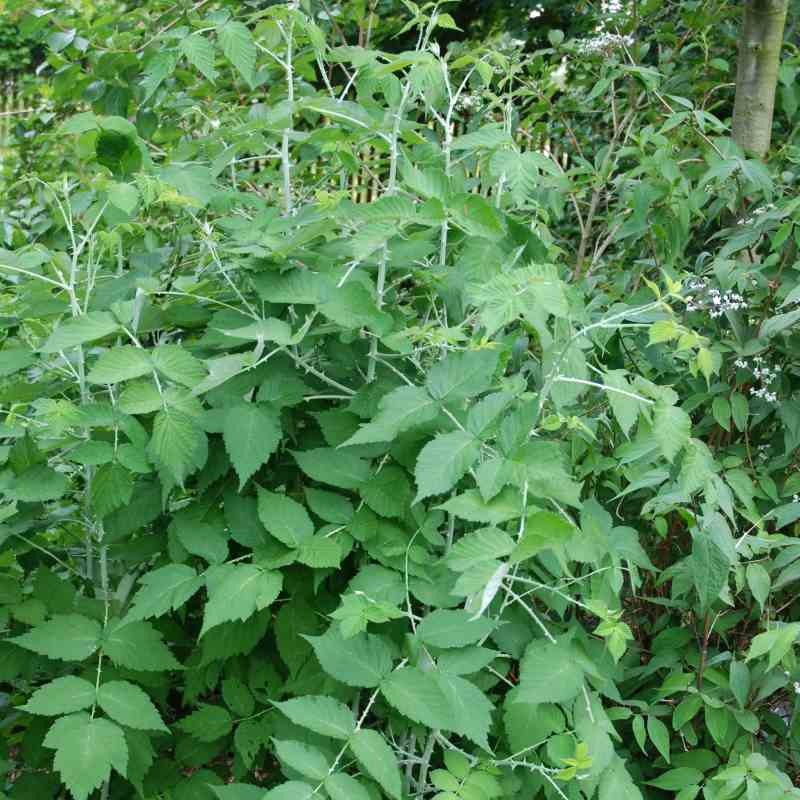 Rubus biflorus