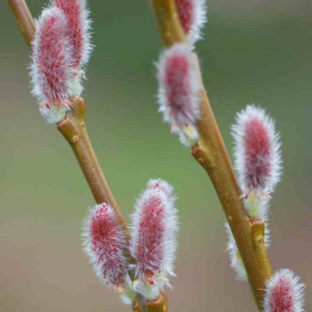 Salix X Rubra 'eugenei'