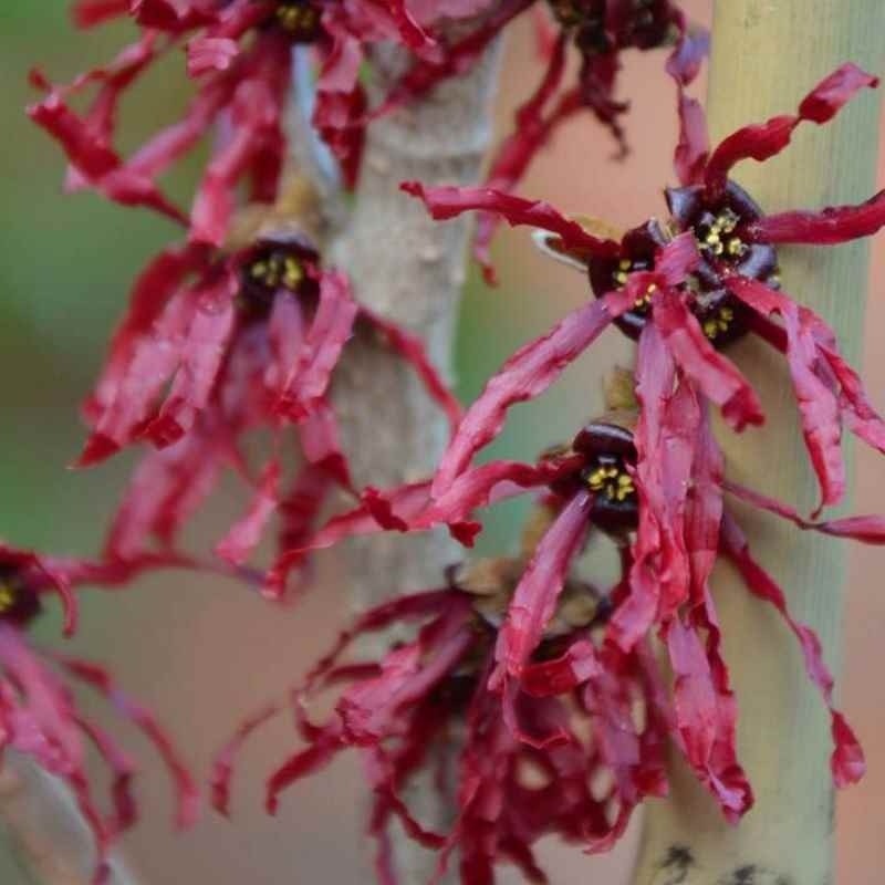 Hamamelis x intermedia 'Foxy Lady'