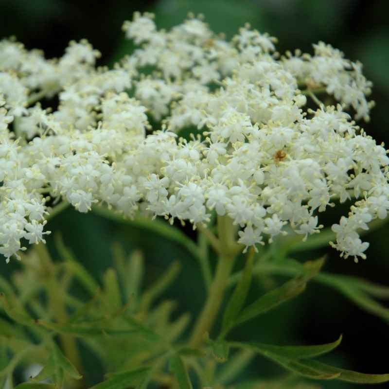 Sambucus nigra 'Laciniata'