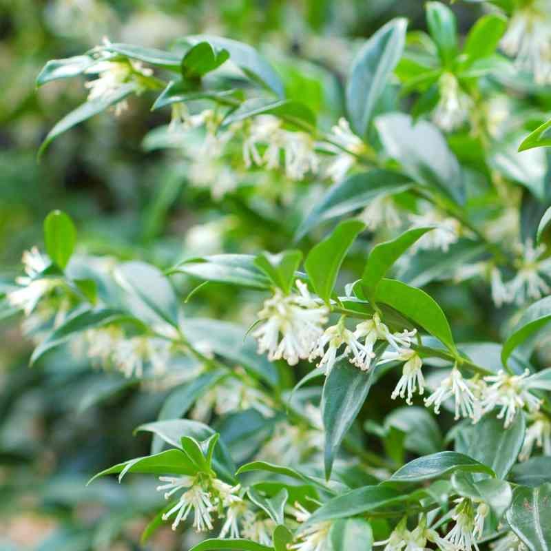 Sarcococca confusa