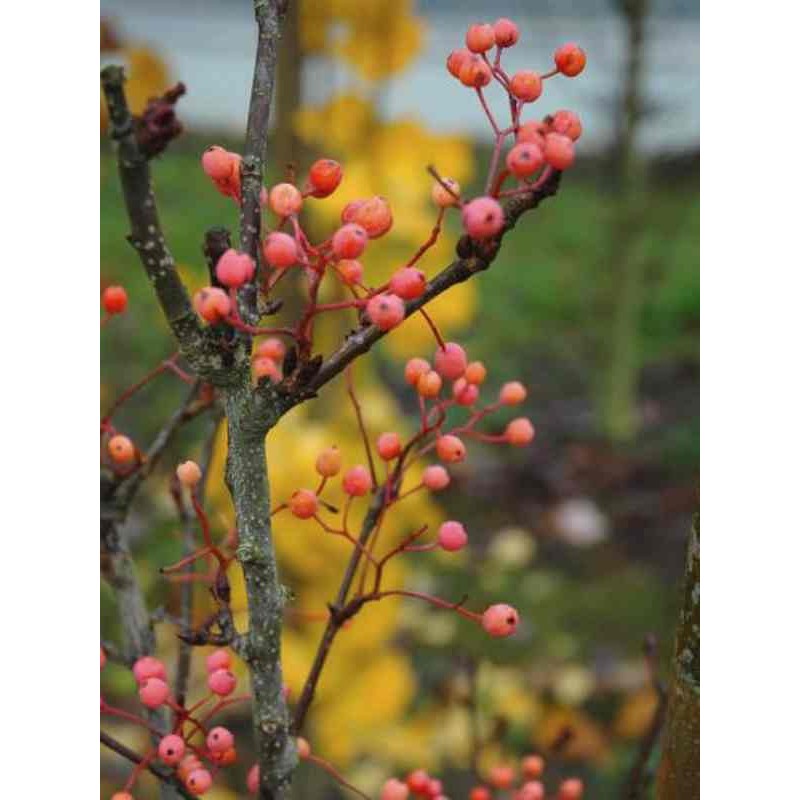 Sorbus Wardii (Tibetan Whitebeam)