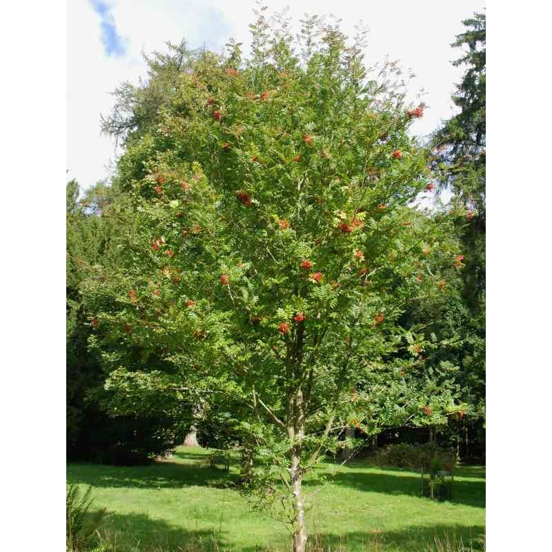 Sorbus Commixta Embley 3057